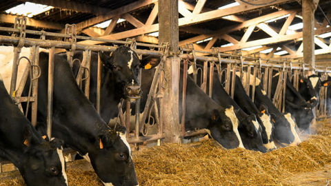 La progression de la production d'aliments composés sur la campagne de 2024-2025 est tirée par les bovins (5,525 millions de tonnes produites, soit +1,75 % sur un an), notamment pour la partie vache laitière (+2,44 %).